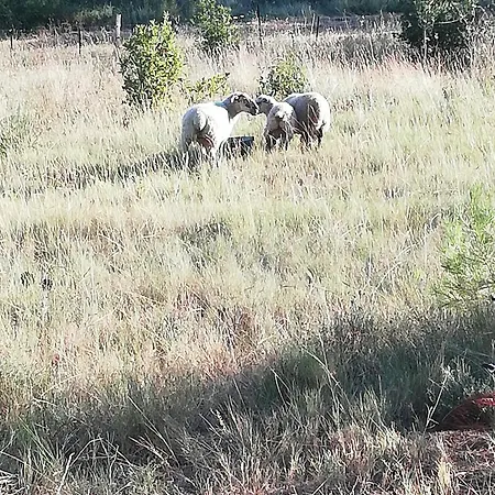 Feriehus Le Relais De La Cavayere Carcassonne